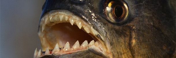 Giant piranhas
